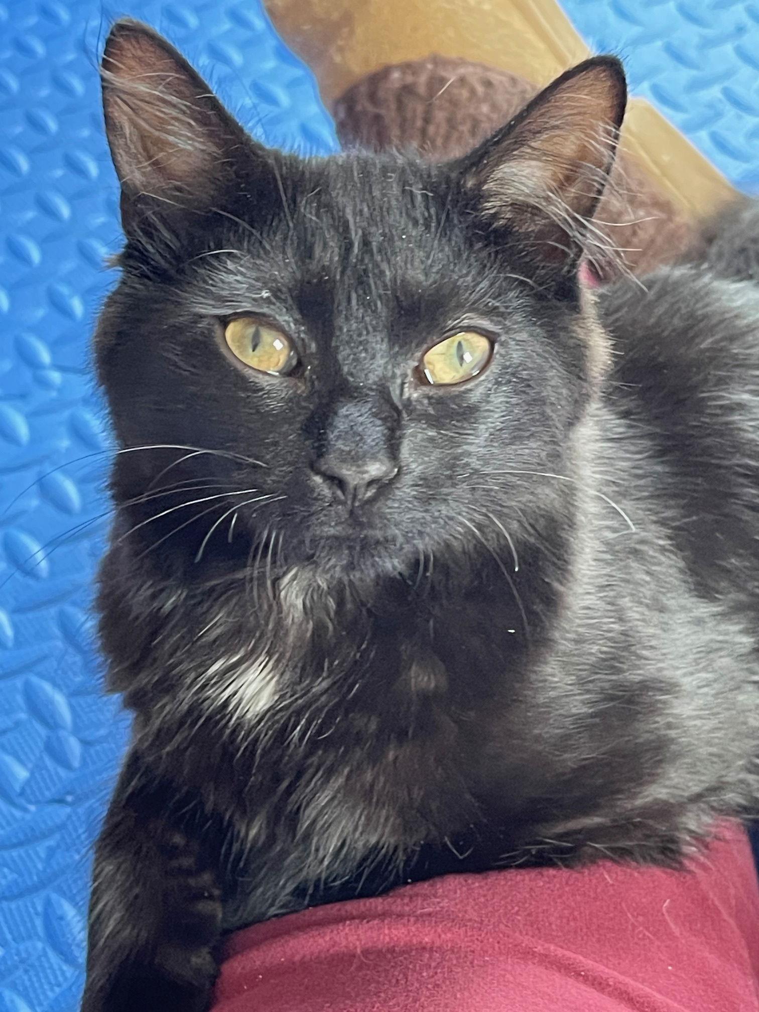 Petrie, Adopted, Kitten Female Domestic Medium Hair.