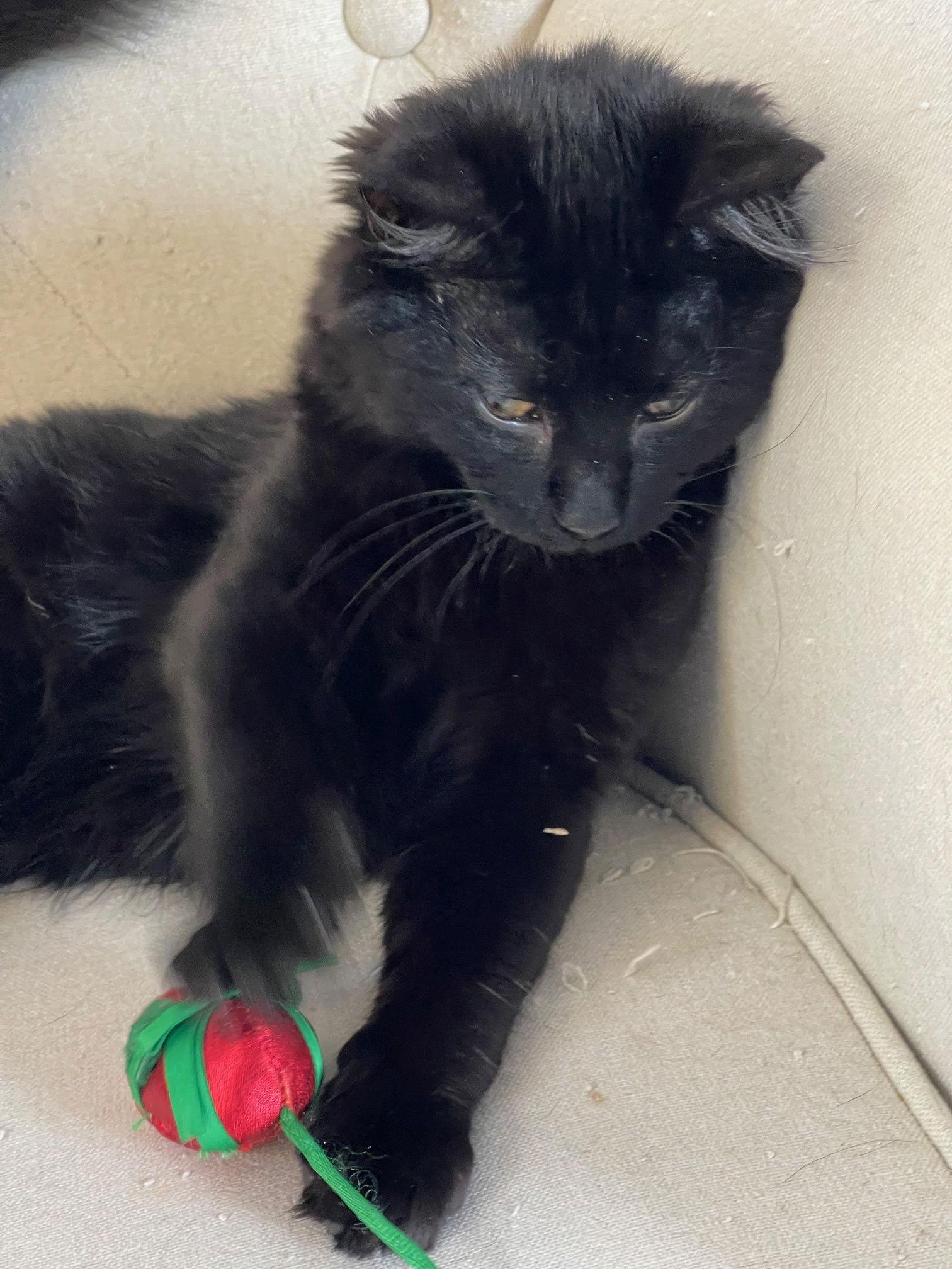 Enlarge Petrie, a Adopted Domestic Medium Hair in Somerville, MA image 2/3