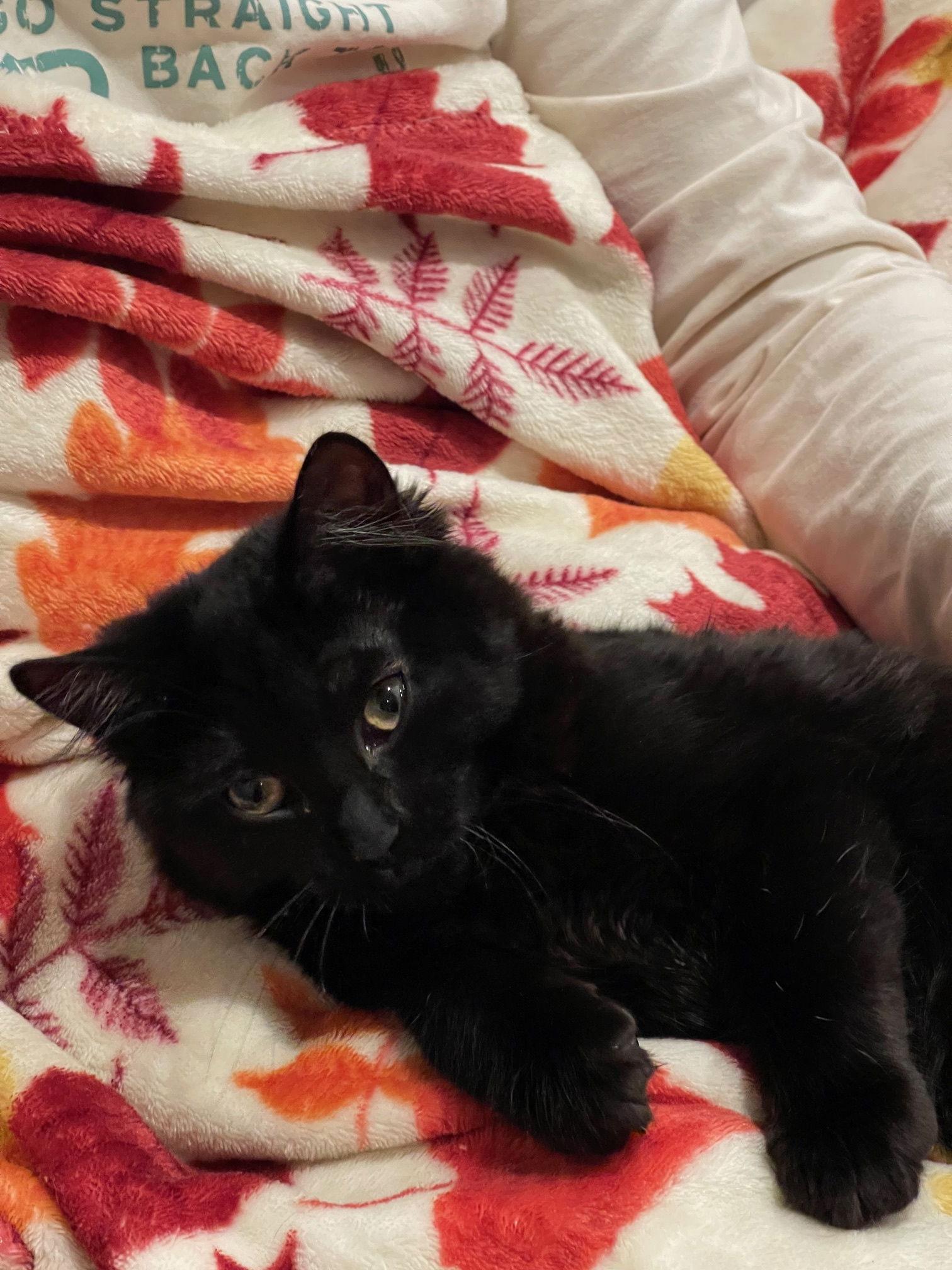 Enlarge Petrie, a Adopted Domestic Medium Hair in Somerville, MA image 3/3