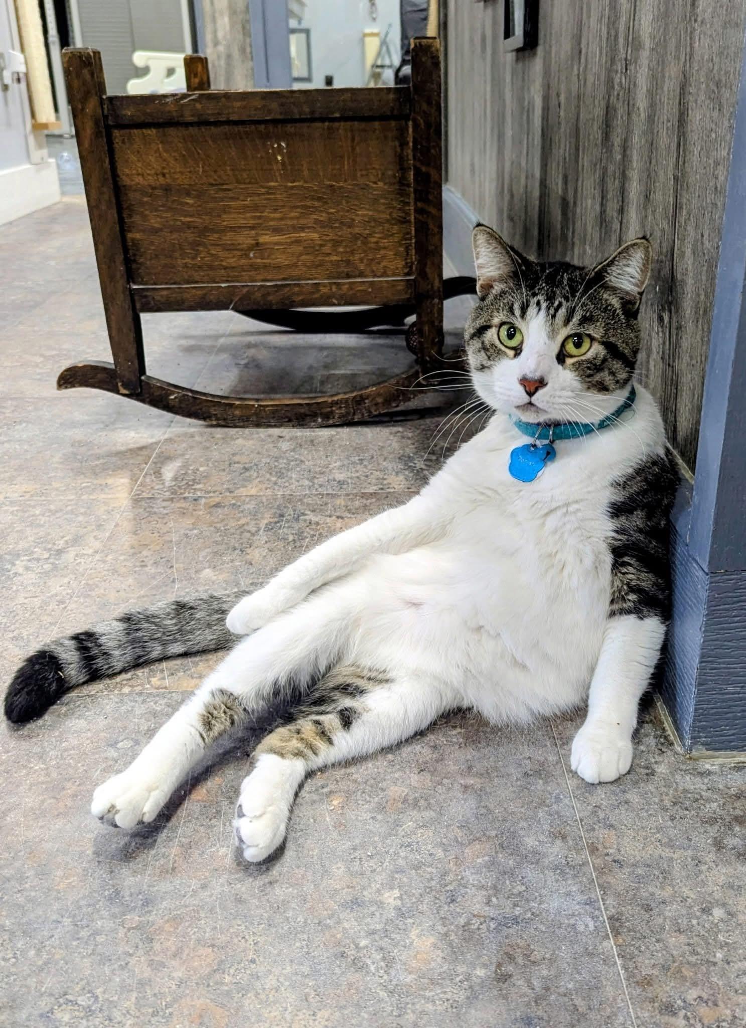 Enlarge Danish, a Adoptable Domestic Short Hair in Grand Rapids, MI image 6/6