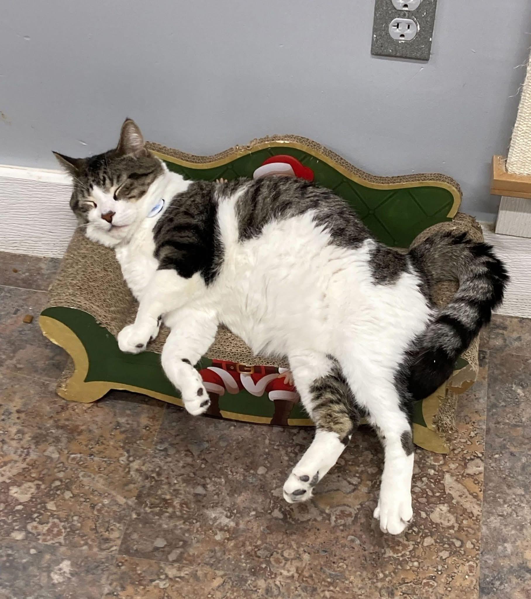 Enlarge Danish, a Adoptable Domestic Short Hair in Grand Rapids, MI image 4/6