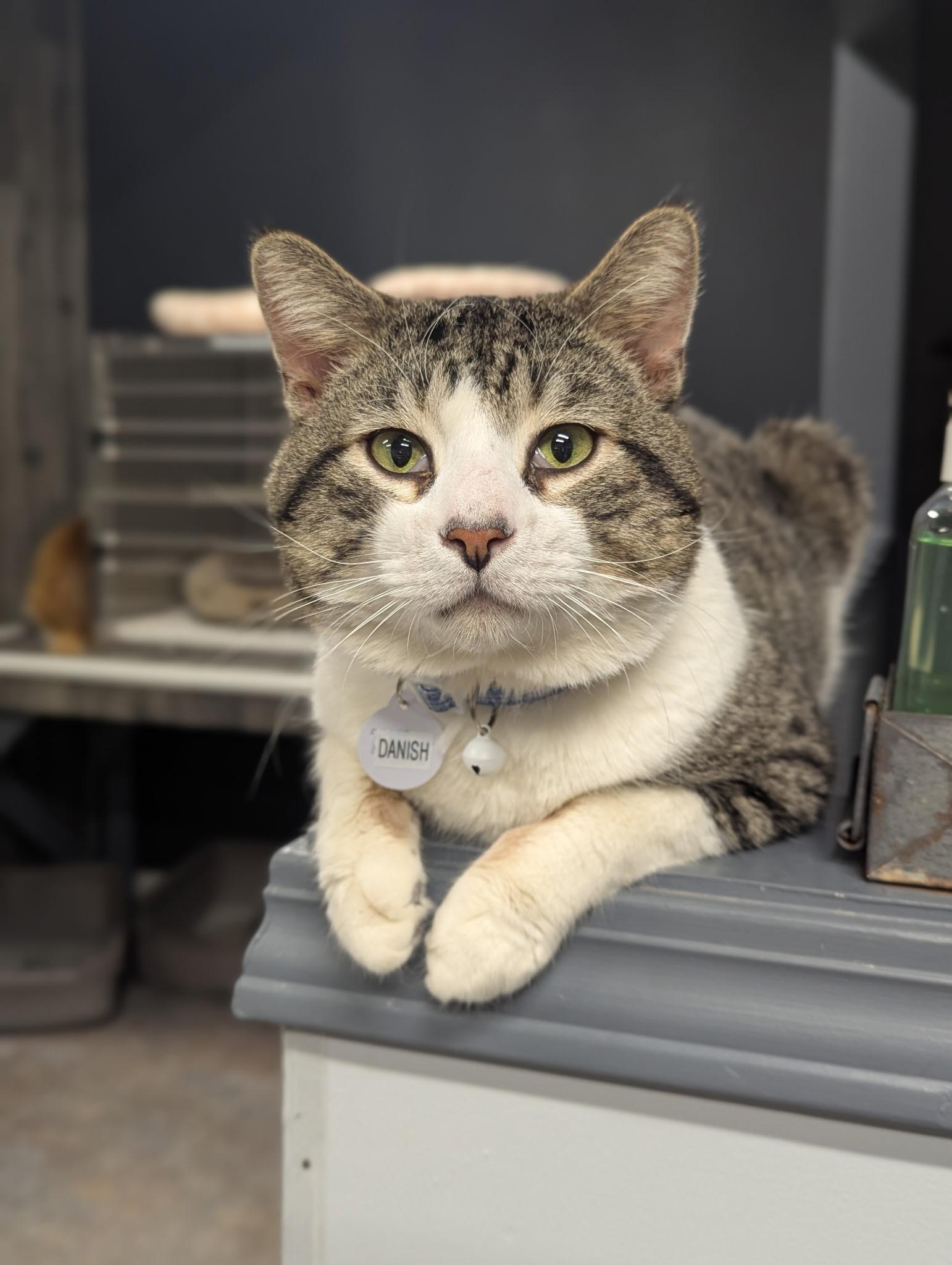 Enlarge Danish, a Adoptable Domestic Short Hair in Grand Rapids, MI image 2/5