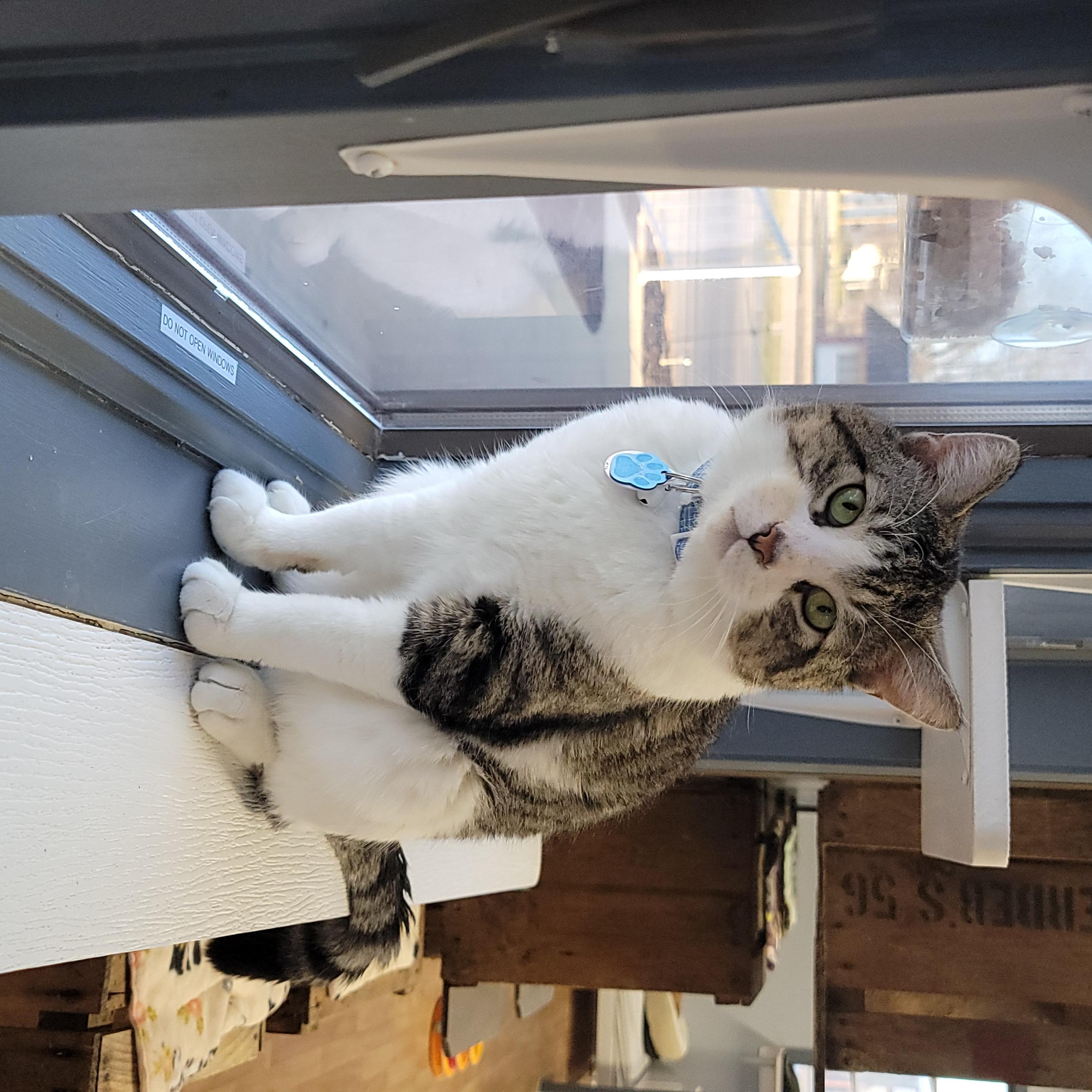 Enlarge Danish, a Adoptable Domestic Short Hair in Grand Rapids, MI image 4/5