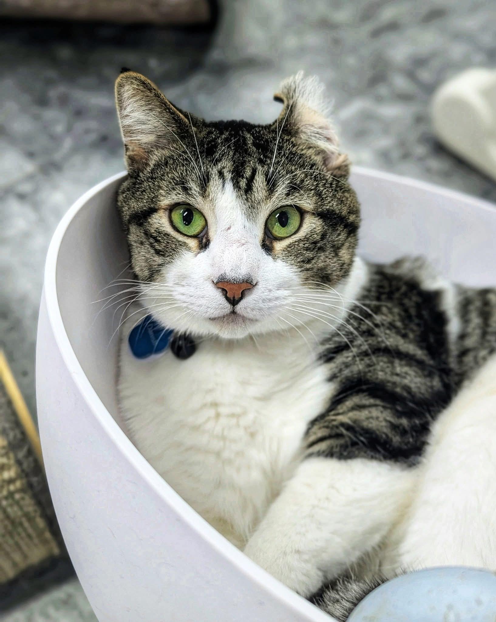 Enlarge Danish, a Adoptable Domestic Short Hair in Grand Rapids, MI image 5/6