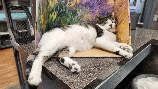 Danish, Adoptable, Adult Male Domestic Short Hair.