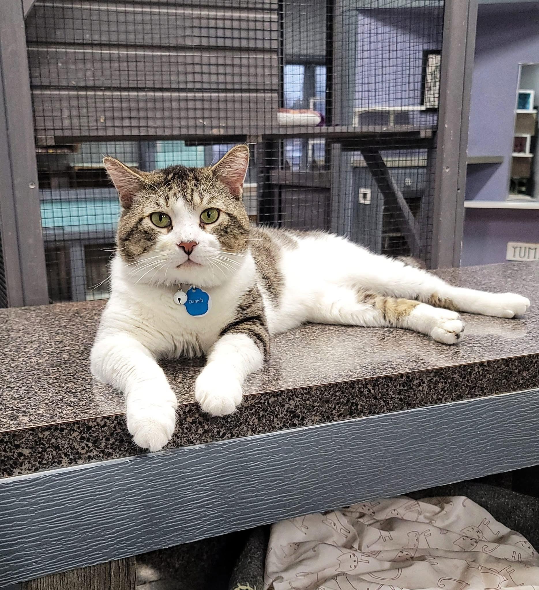 Danish, Adoptable, Adult Male Domestic Short Hair.