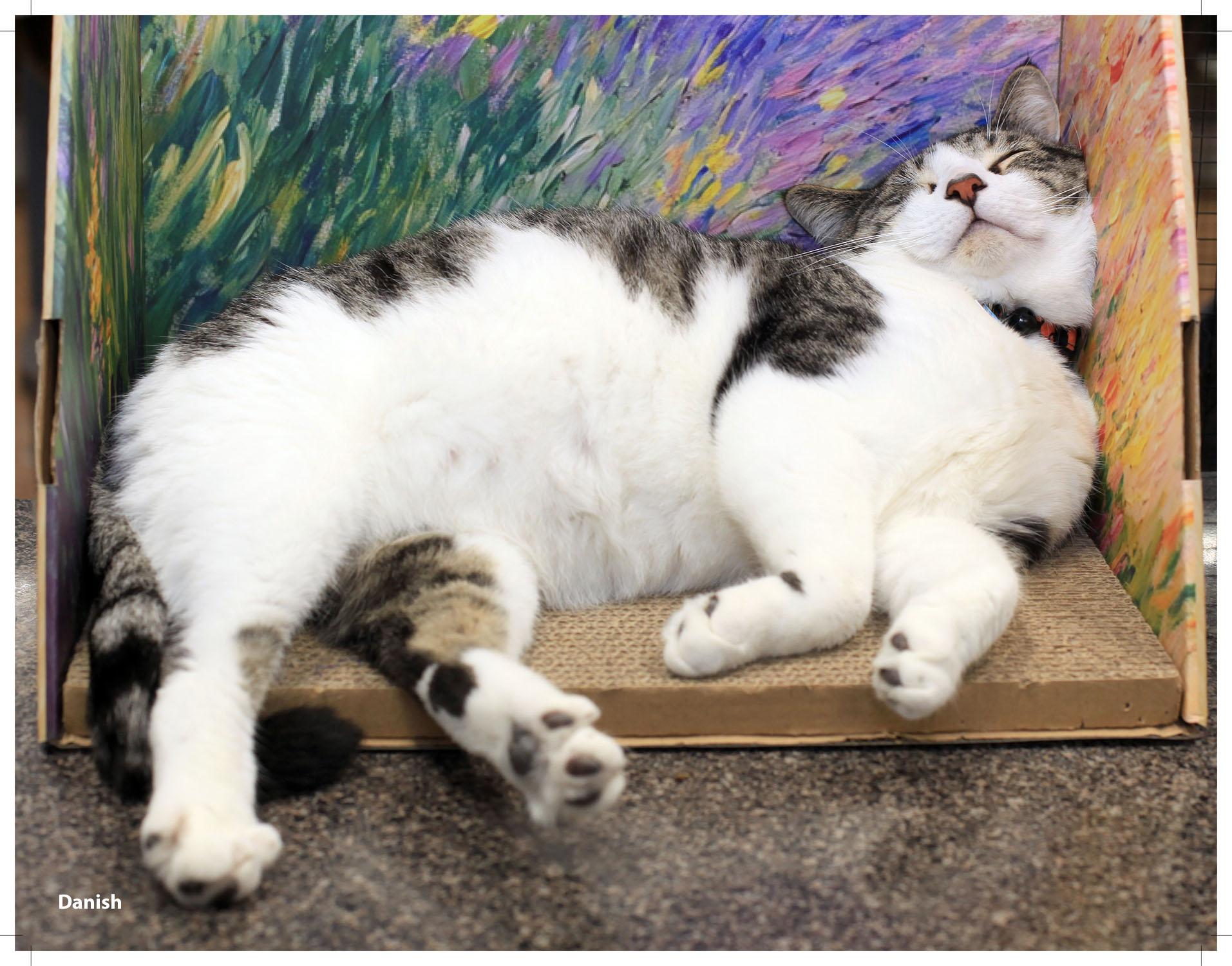 Danish, a Adoptable Domestic Short Hair in Grand Rapids, MI image 2/5