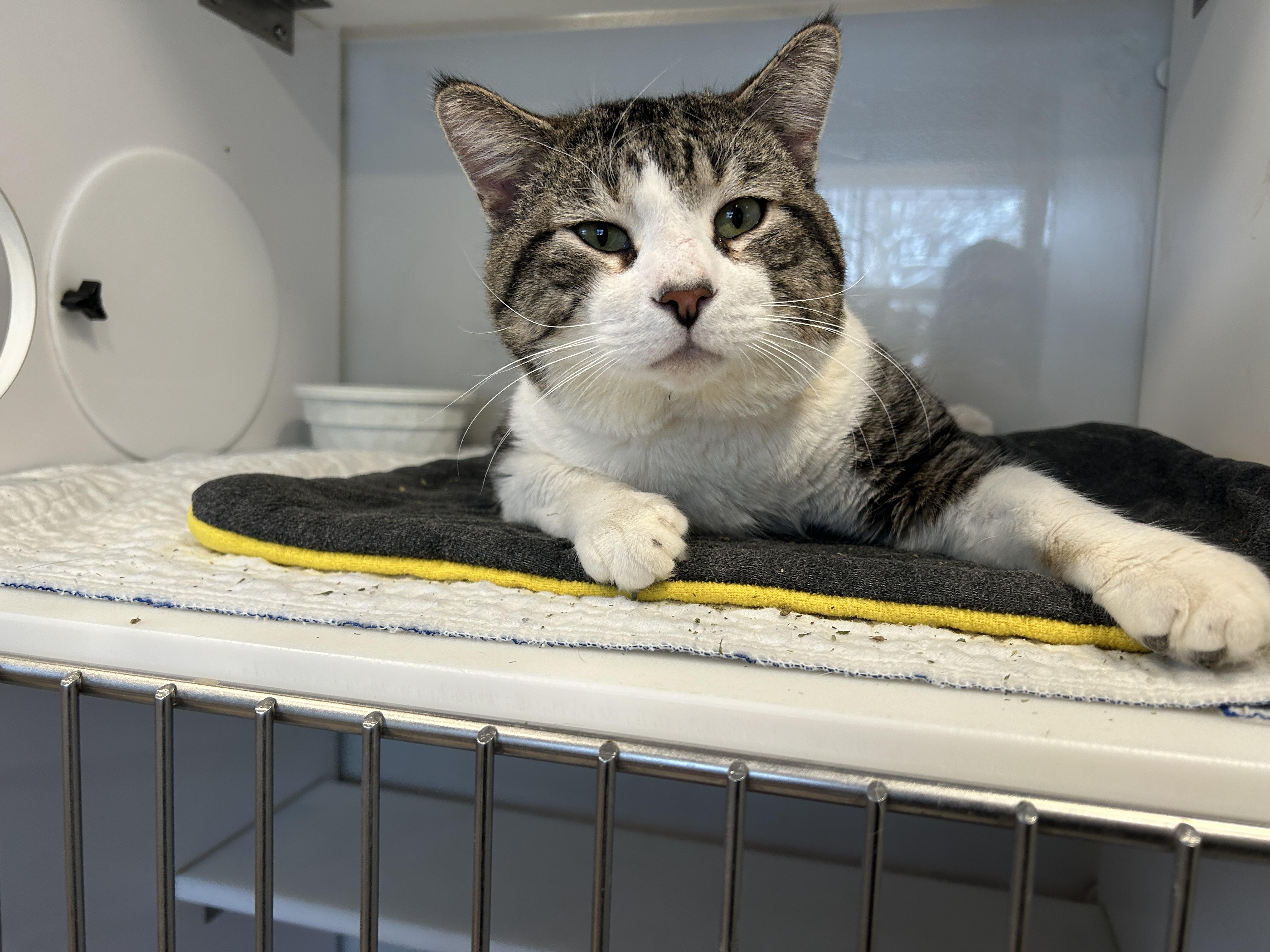 Enlarge Danish, a Adoptable Domestic Short Hair in Grand Rapids, MI image 3/5