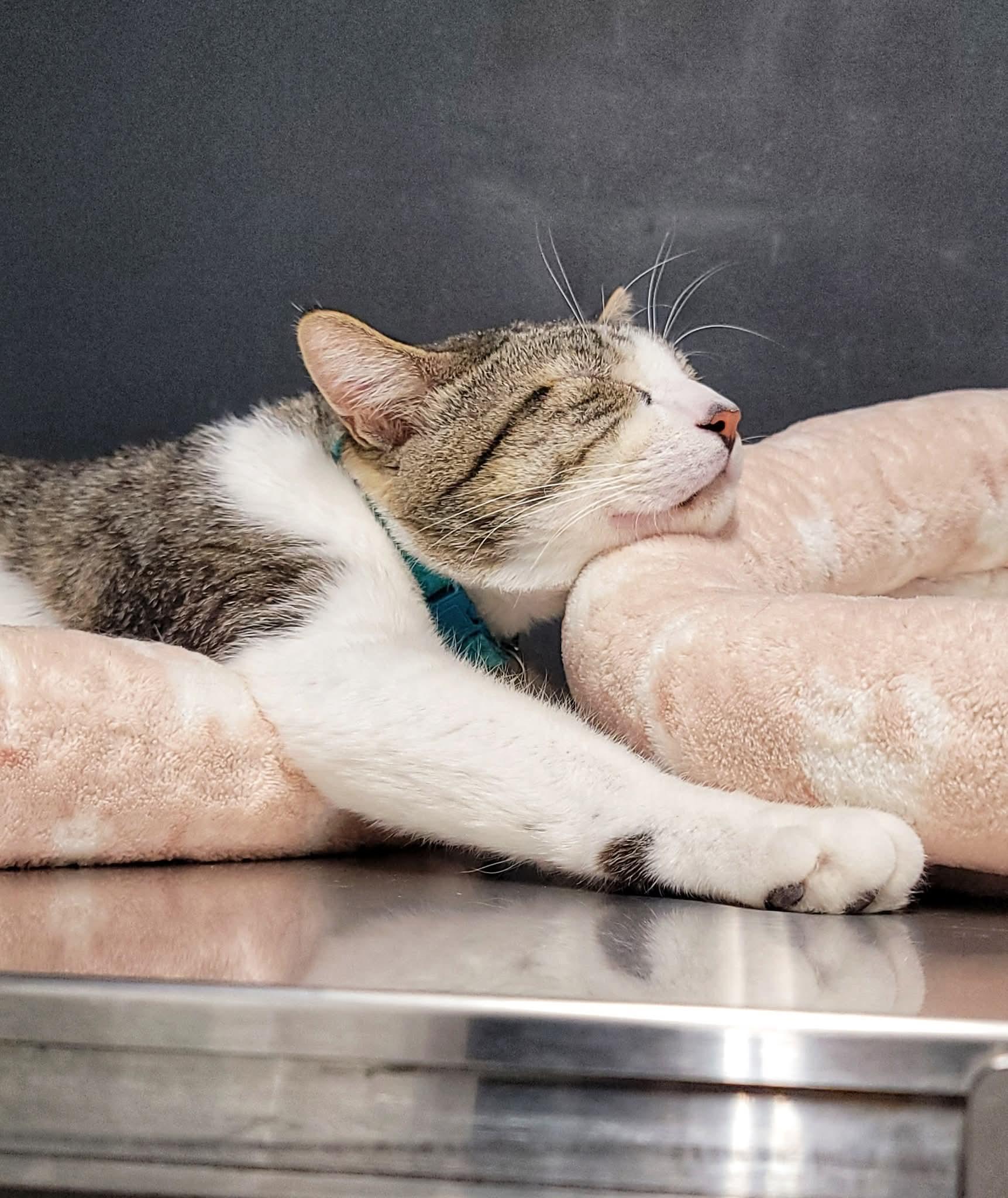 Enlarge Danish, a Adoptable Domestic Short Hair in Grand Rapids, MI image 5/5