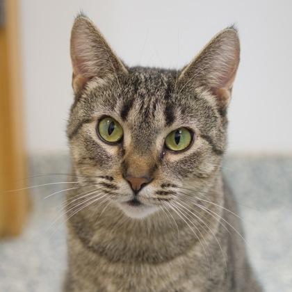 Katrina, Adoptable, Adult Female Domestic Short Hair & Domestic Short Hair.