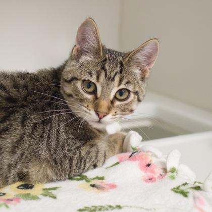 Enlarge Katrina, a Adoptable Domestic Short Hair in Verona, WI image 1/3