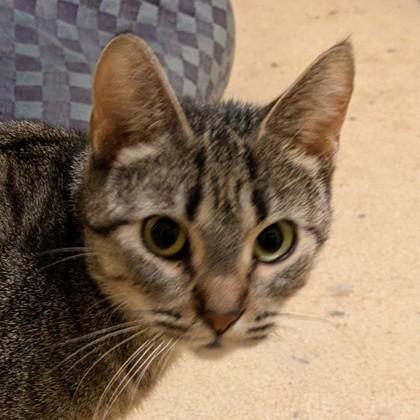 Katrina, Adoptable, Adult Female Domestic Short Hair & Domestic Short Hair.