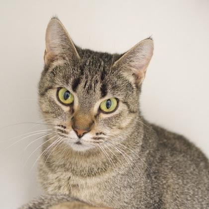 Enlarge Katrina, a Adoptable Domestic Short Hair in Verona, WI image 3/3