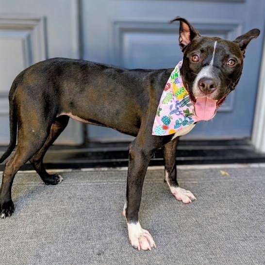 Enlarge Lulu - Small Girl, Big Personality, Big Heart, Cuddle Bug & Great with Dogs, a Adoptable mixed breed in Savannah, GA image 4/5