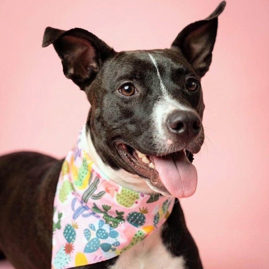 Lulu - Small Girl, Big Personality, Big Heart, Cuddle Bug & Great with Dogs, Adoptable, Young Female Pit Bull Terrier & Terrier.