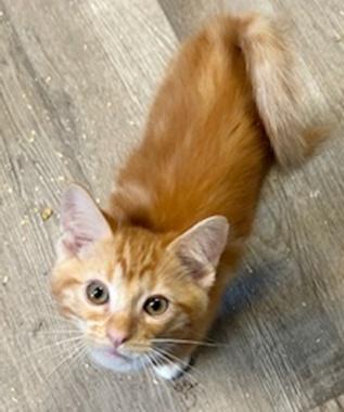 Enlarge Colby L, an adopted Domestic Short Hair in Fair Oaks, CA image 1/1