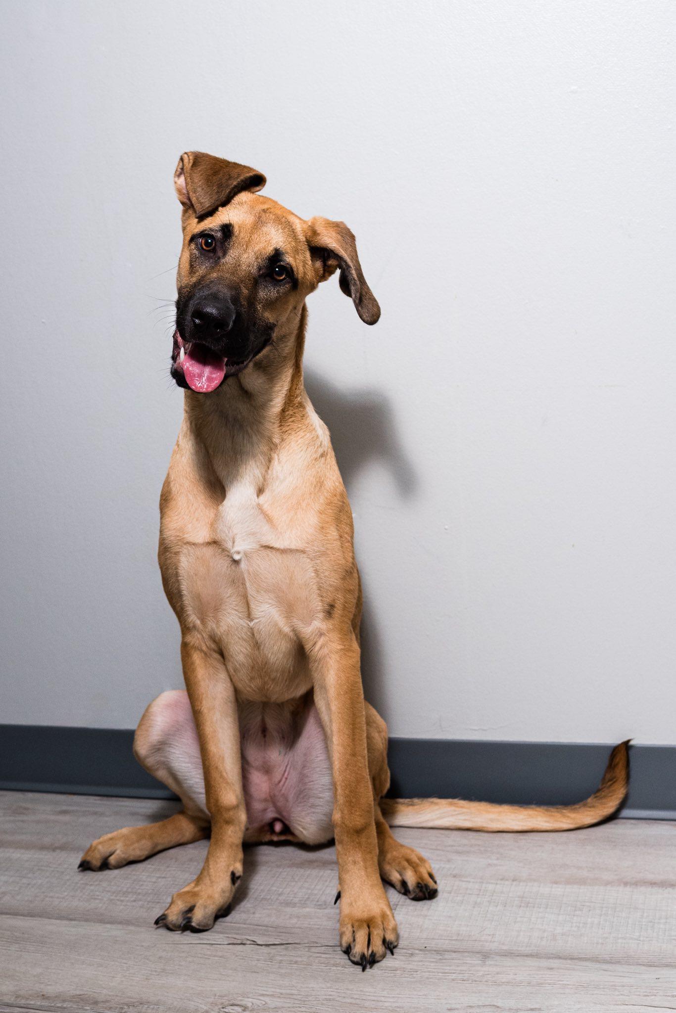 Enlarge Serena, an adopted mixed breed in Oregon, OH image 1/2