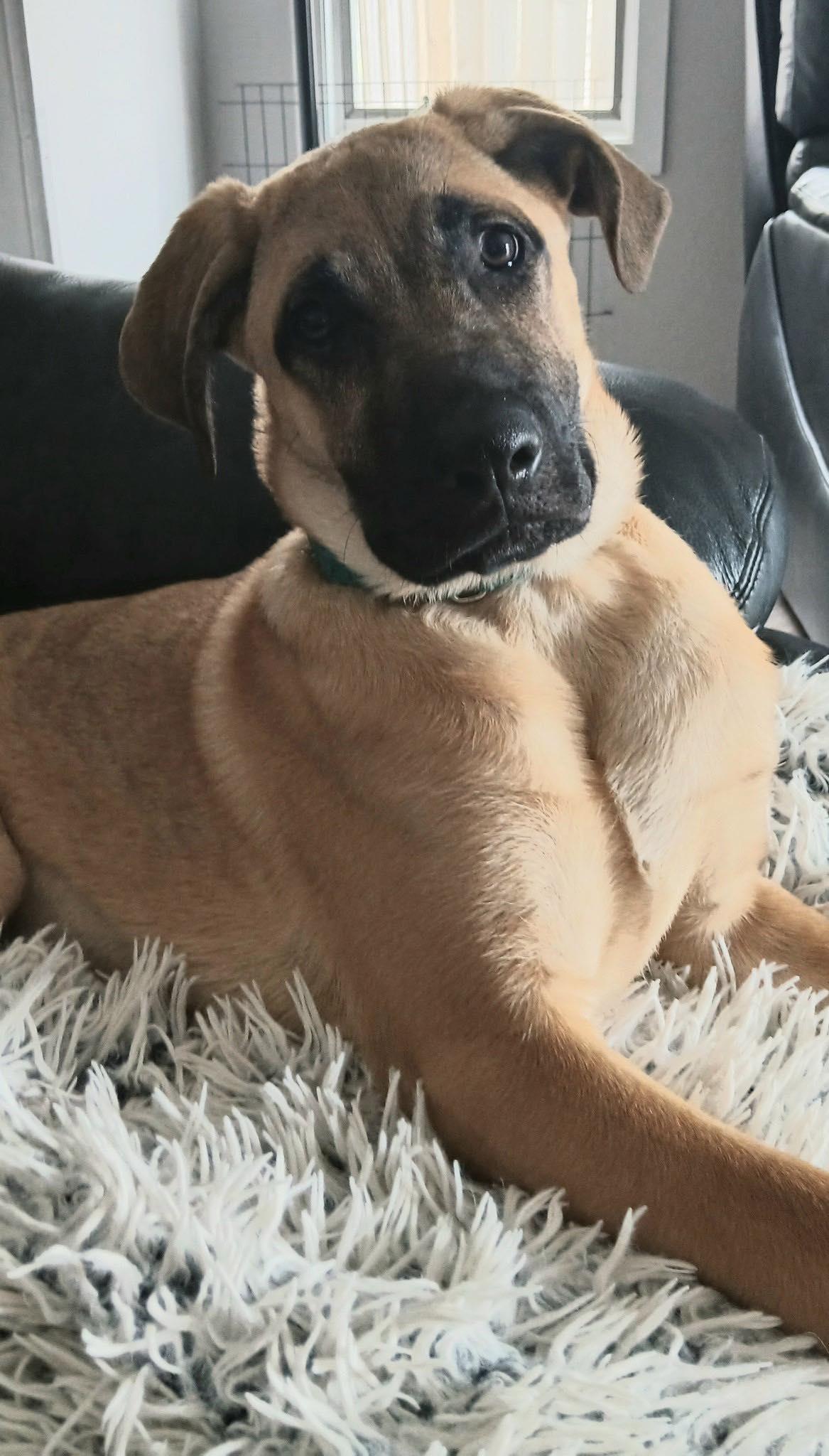 Serena, a Adoptable mixed breed in Oregon, OH image 1/2