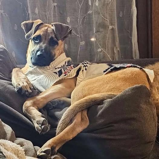 Serena, a Adoptable mixed breed in Oregon, OH image 2/2