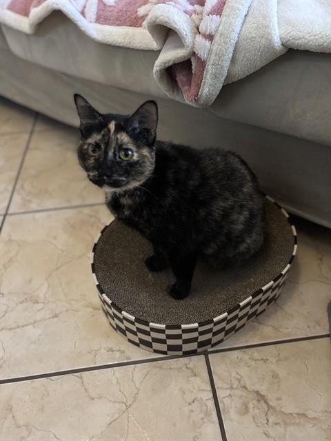 Enlarge BUTTERNUT, a Adoptable Domestic Short Hair in Pasadena, TX image 1/1