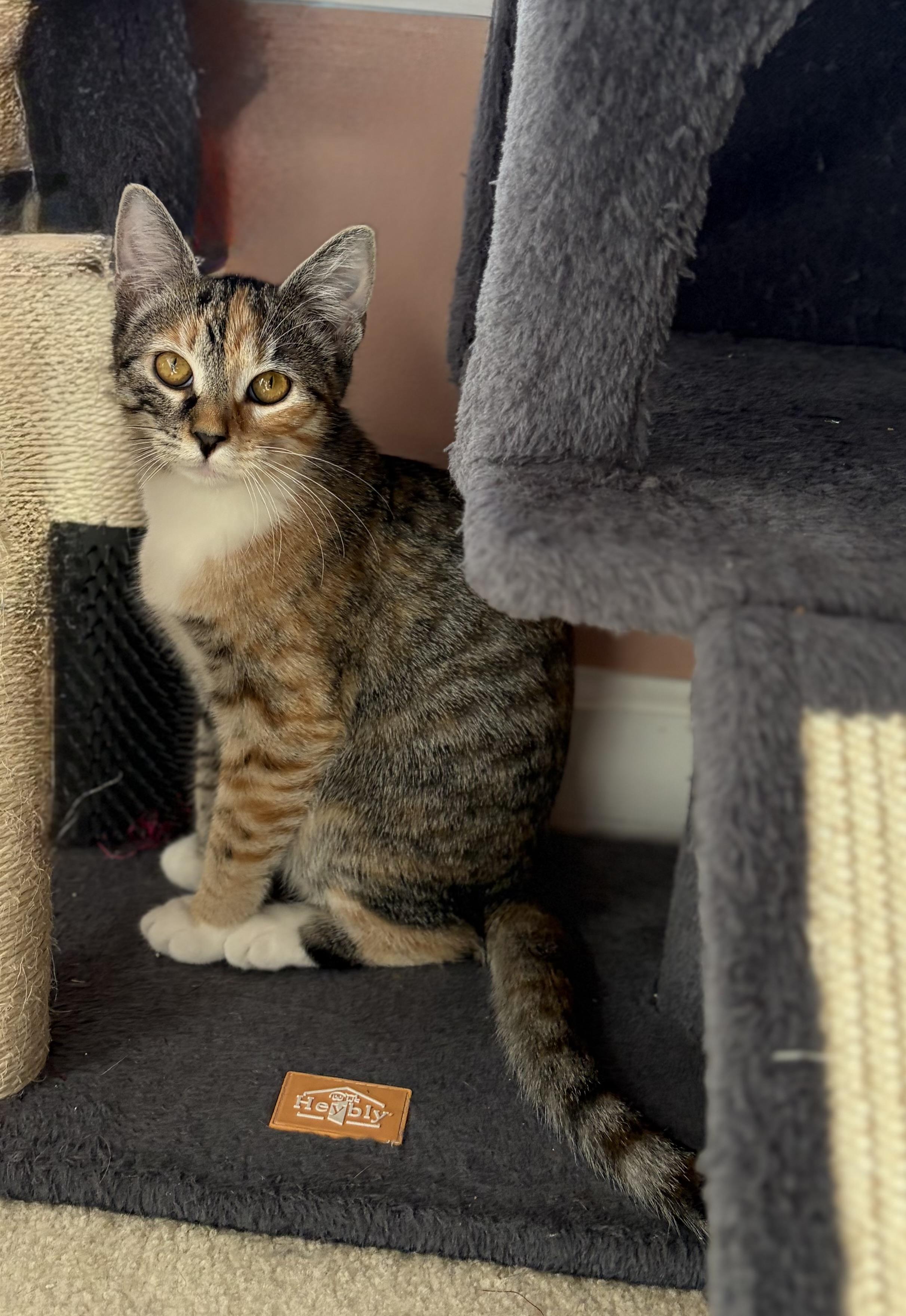 Enlarge Chili, a Adoptable mixed breed in Greensboro, NC image 2/6