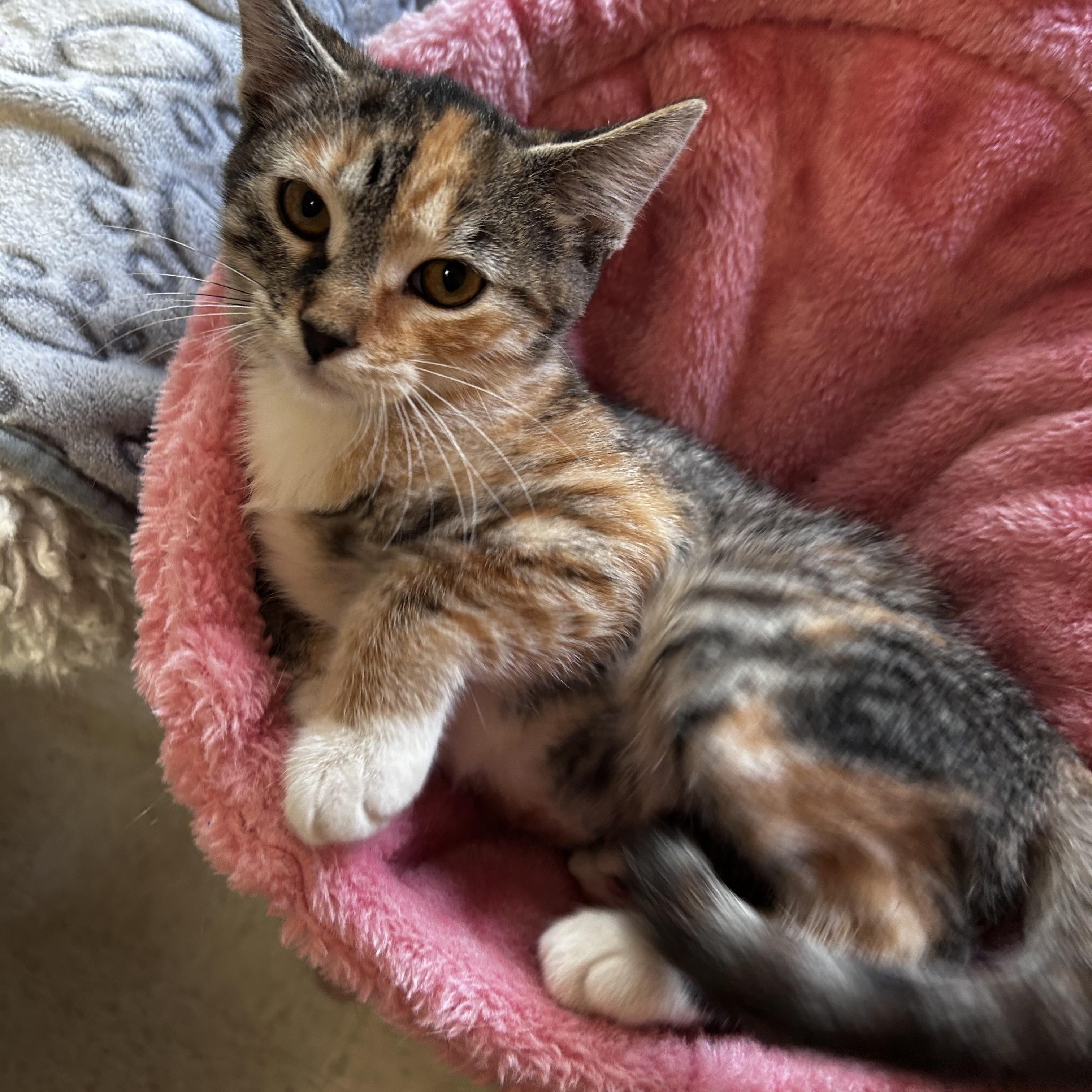 Enlarge Chili, a Adoptable mixed breed in Greensboro, NC image 6/6