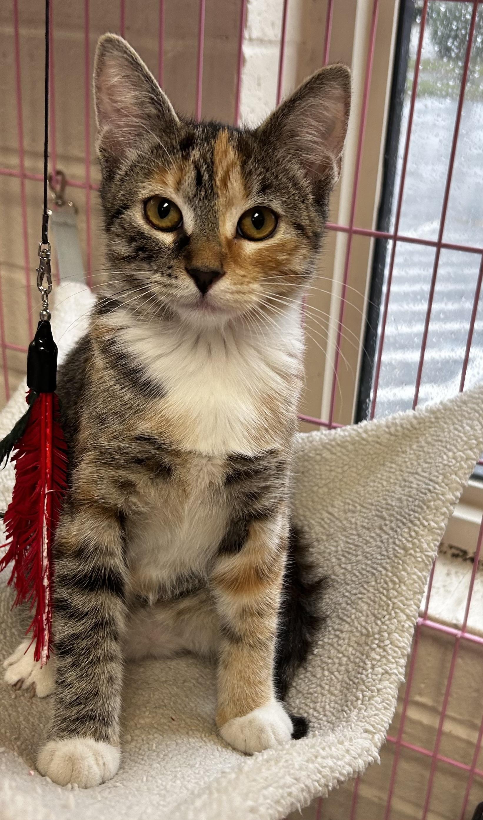 Enlarge Chili, a Adoptable mixed breed in Greensboro, NC image 3/6