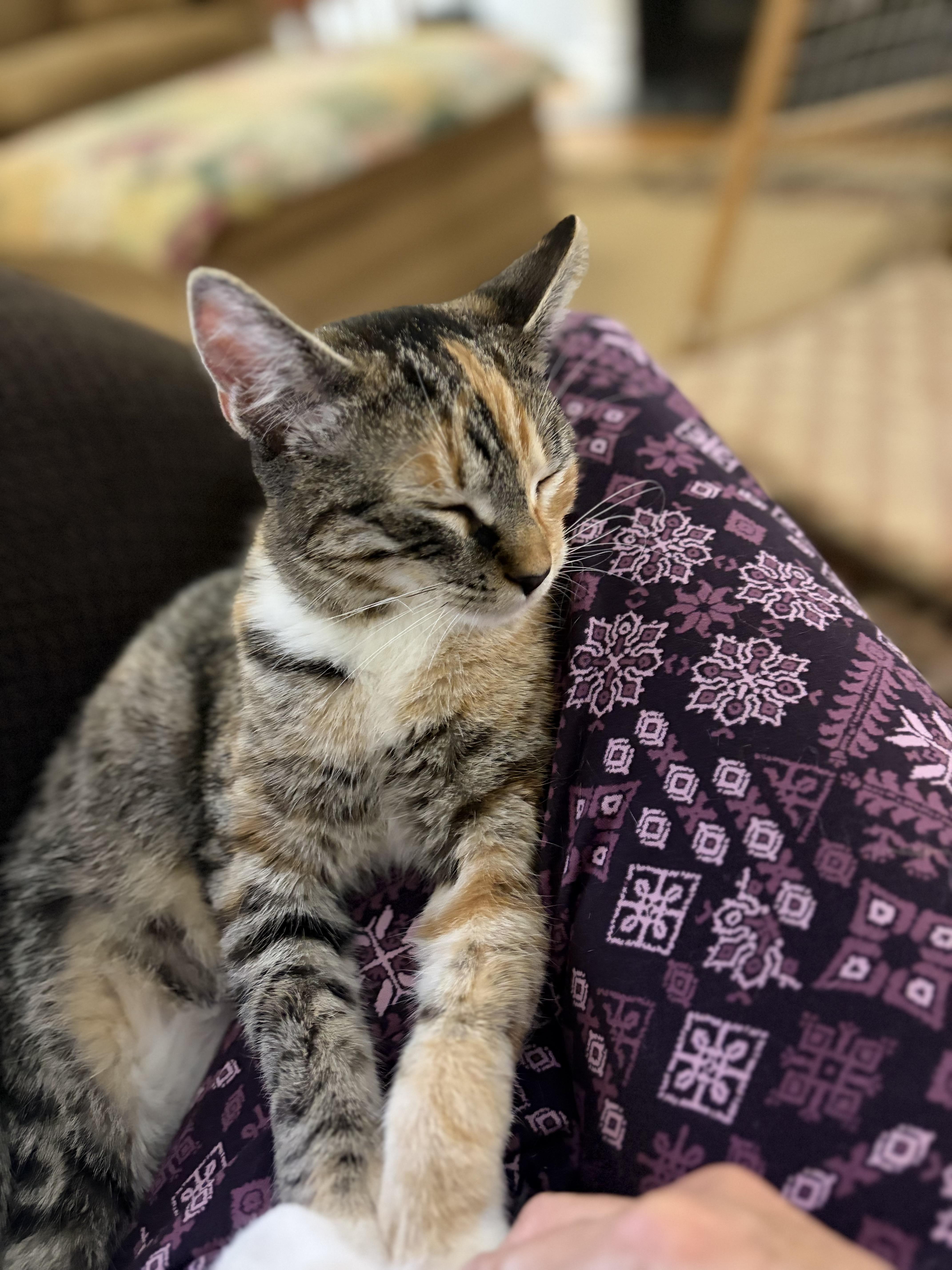 Enlarge Chili, a Adoptable mixed breed in Greensboro, NC image 5/6