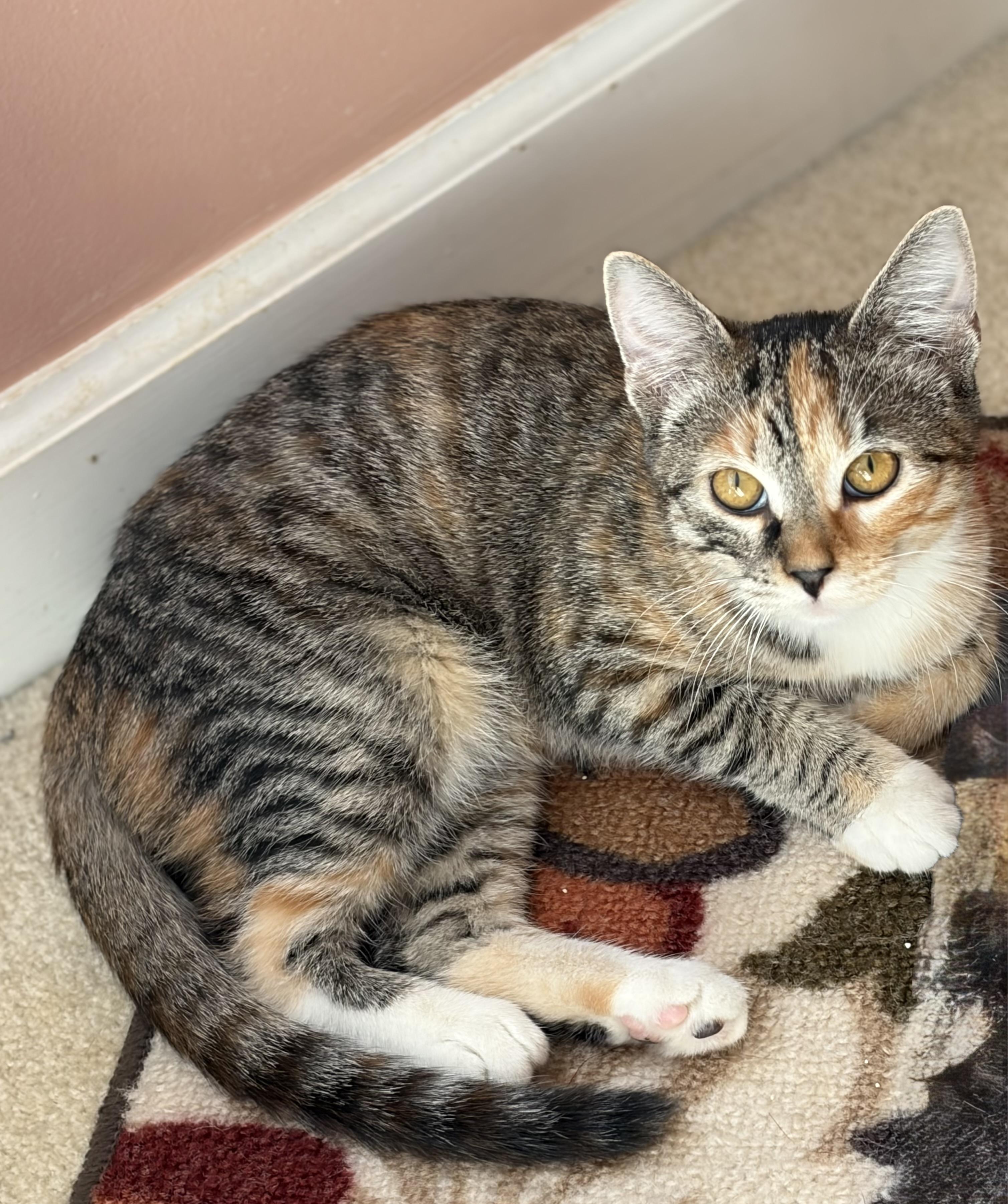 Chili, Adoptable, Kitten Female Domestic Short Hair & Torbie.