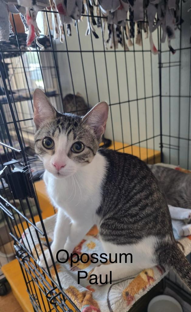 Opossum Paul, a Adopted mixed breed image 1/2