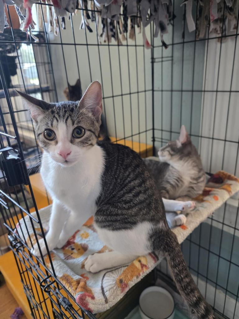 Opossum Paul, a Adopted mixed breed image 2/2