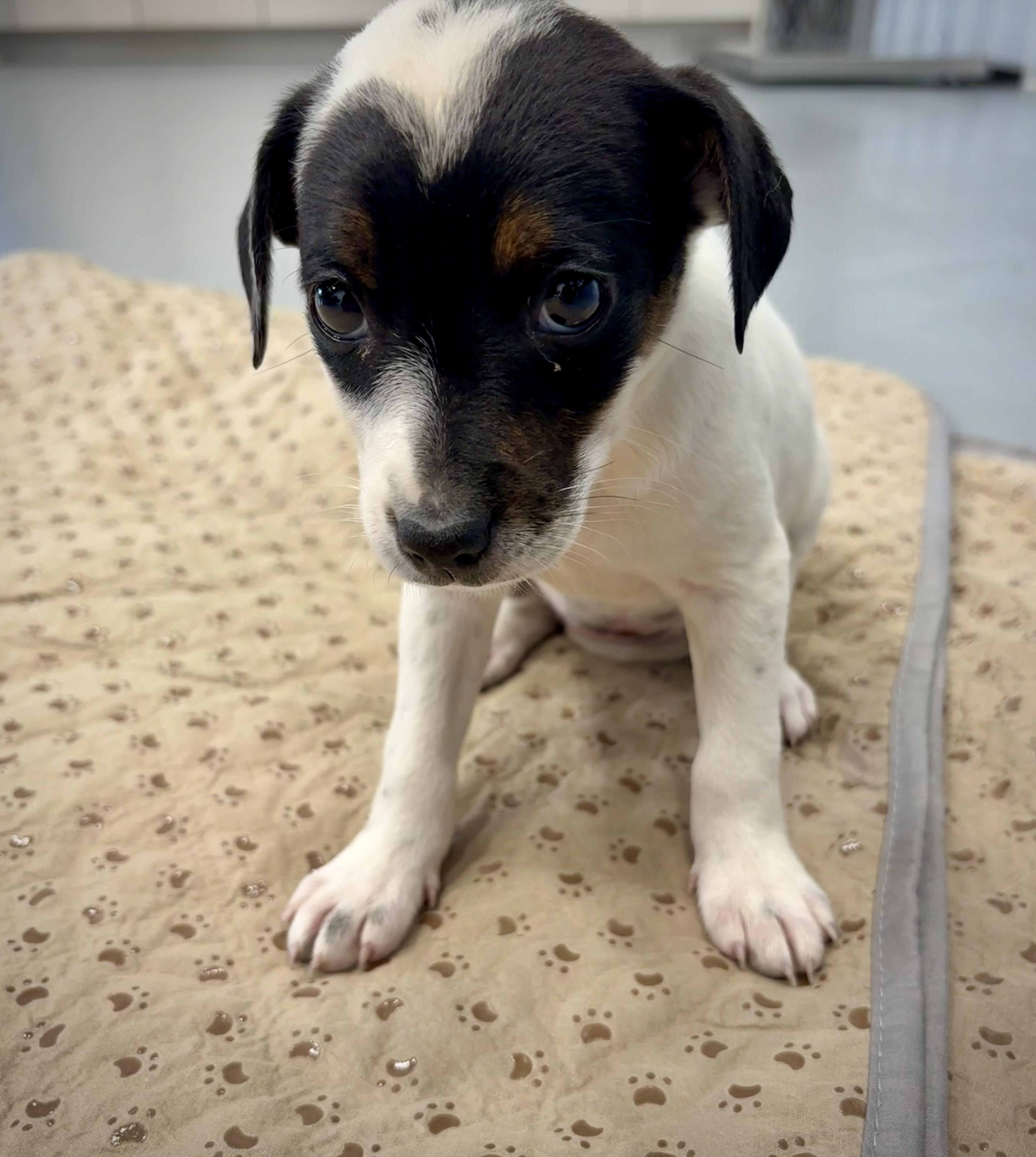 Enlarge Faelynn, an adopted mixed breed in Kalamazoo, MI image 2/2