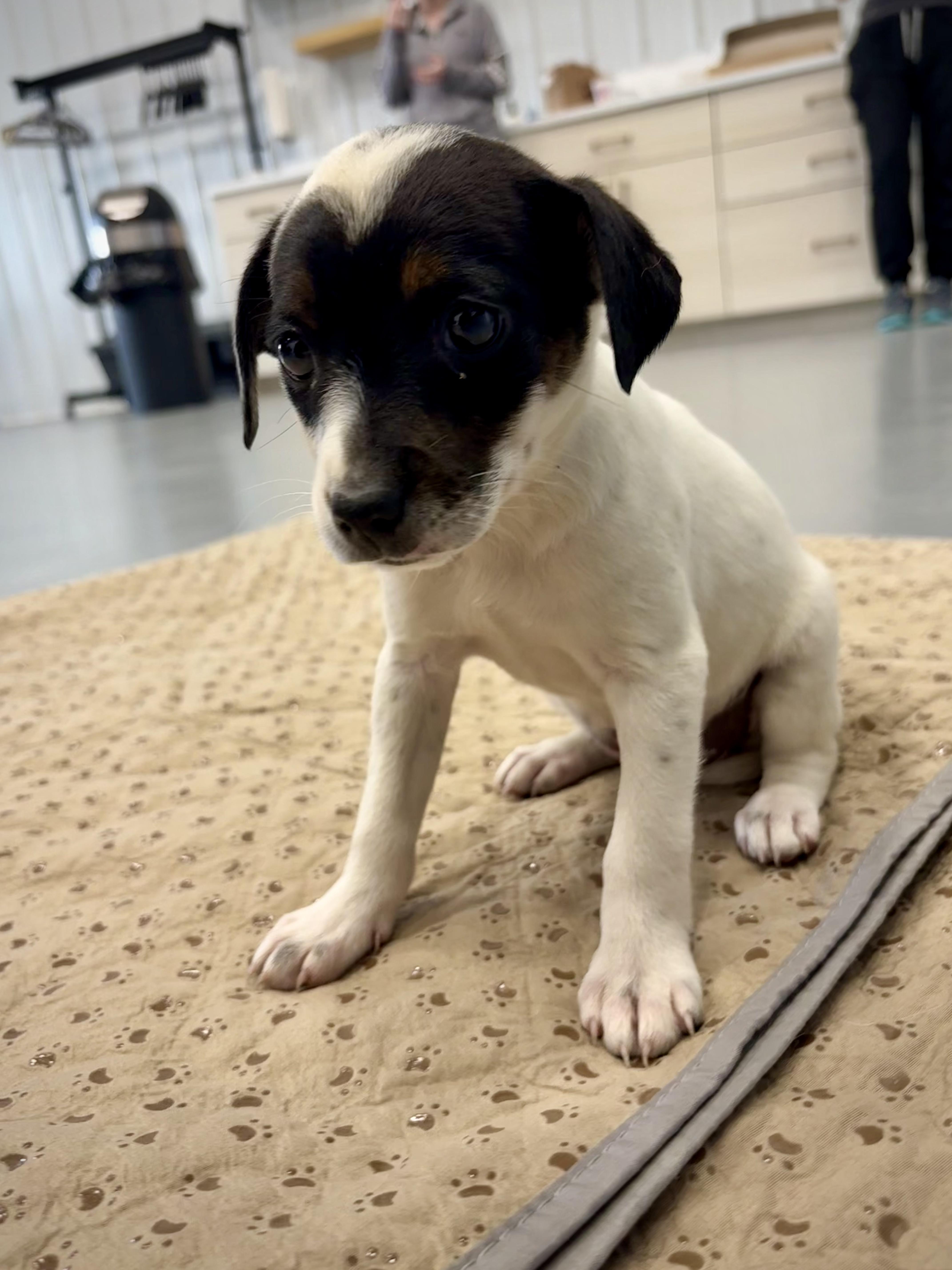 Enlarge Faelynn, an adopted mixed breed in Kalamazoo, MI image 1/2