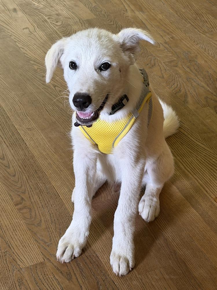 Spidey, Adoptable, Puppy Male Mixed Breed.