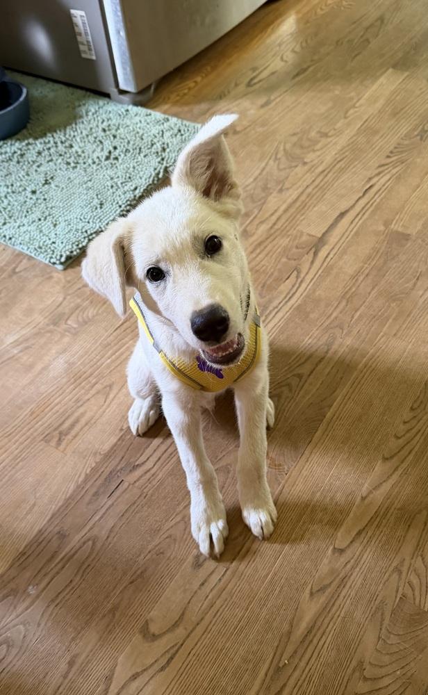 Enlarge Spidey, a Adoptable mixed breed in Waunakee, WI image 2/4