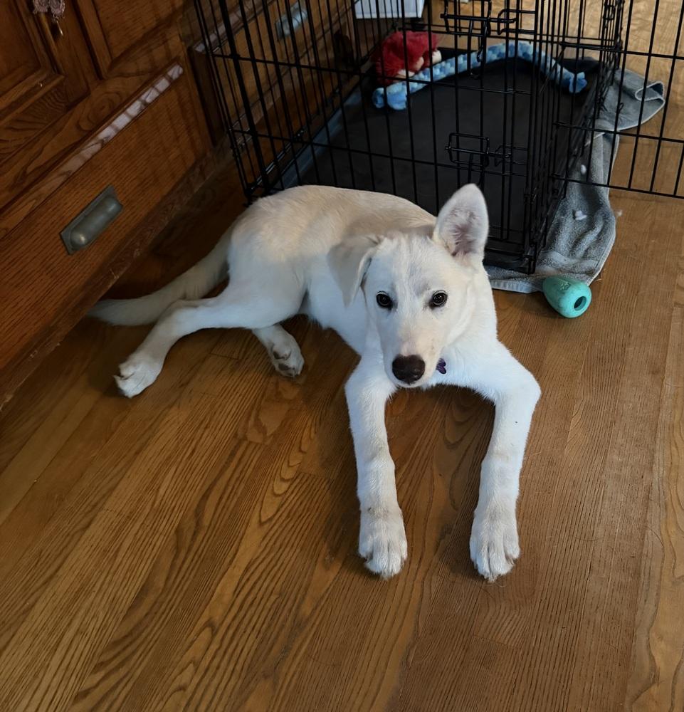 Enlarge Spidey, a Adoptable mixed breed in Waunakee, WI image 3/4