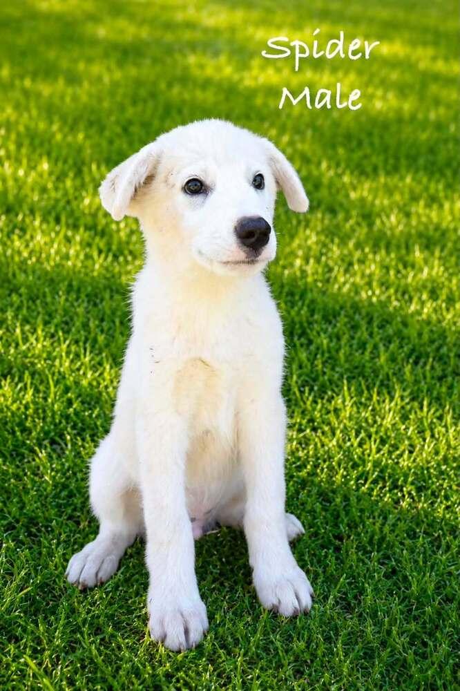 Enlarge Spidey, a Adoptable mixed breed in Waunakee, WI image 4/4