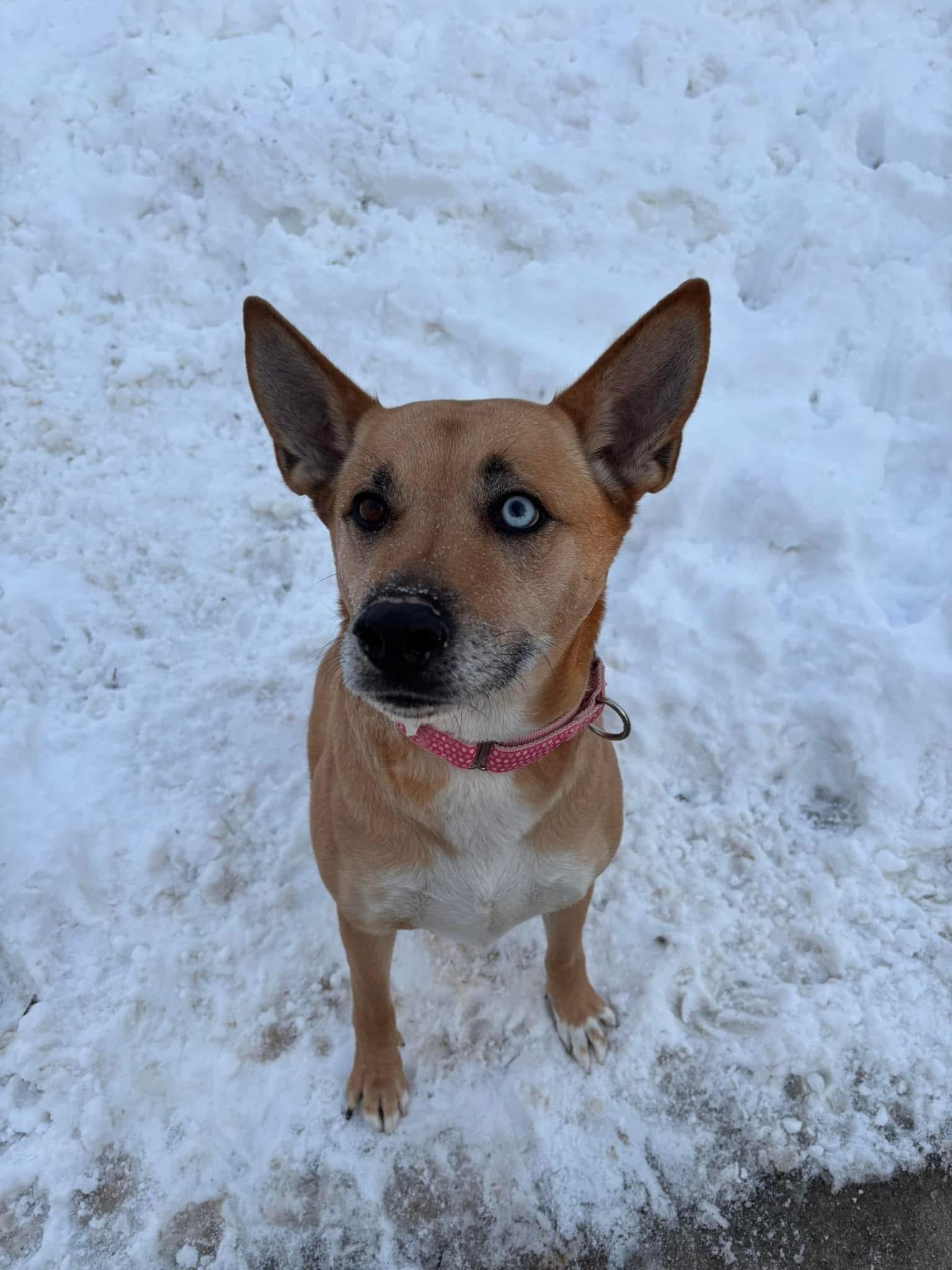 Enlarge Nova, a Adoptable mixed breed in Manitowoc, WI image 1/1