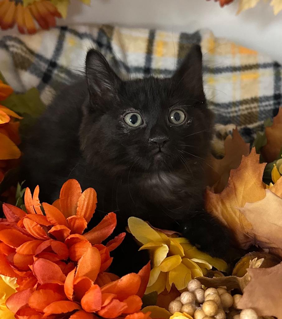 Enlarge 8/11/25 - Luna, a Adopted mixed breed in Stillwater, OK image 1/1