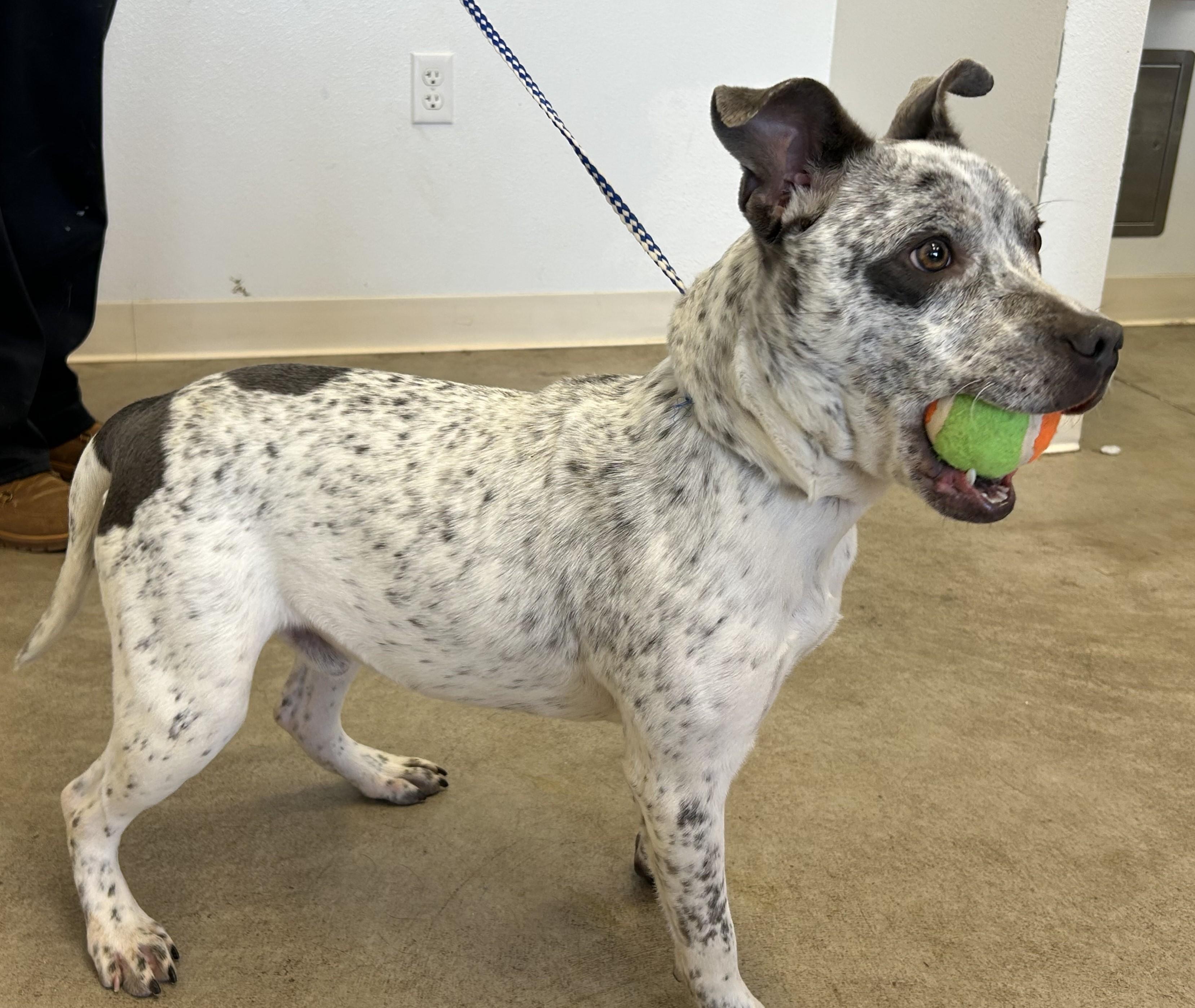 Dobbie, a Adoptable mixed breed in Greeley, CO image 1/2