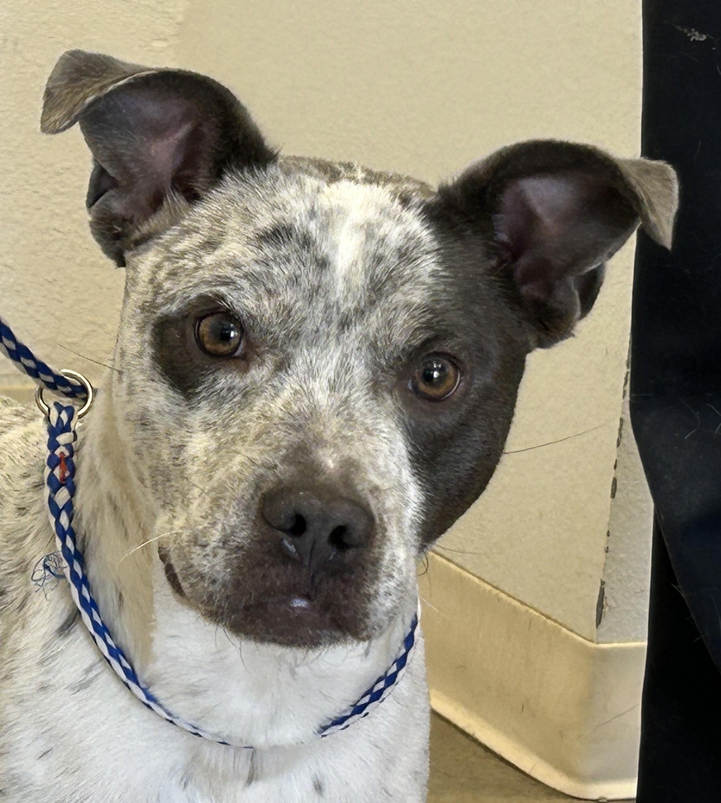 Dobbie, a Adoptable mixed breed in Greeley, CO image 2/2