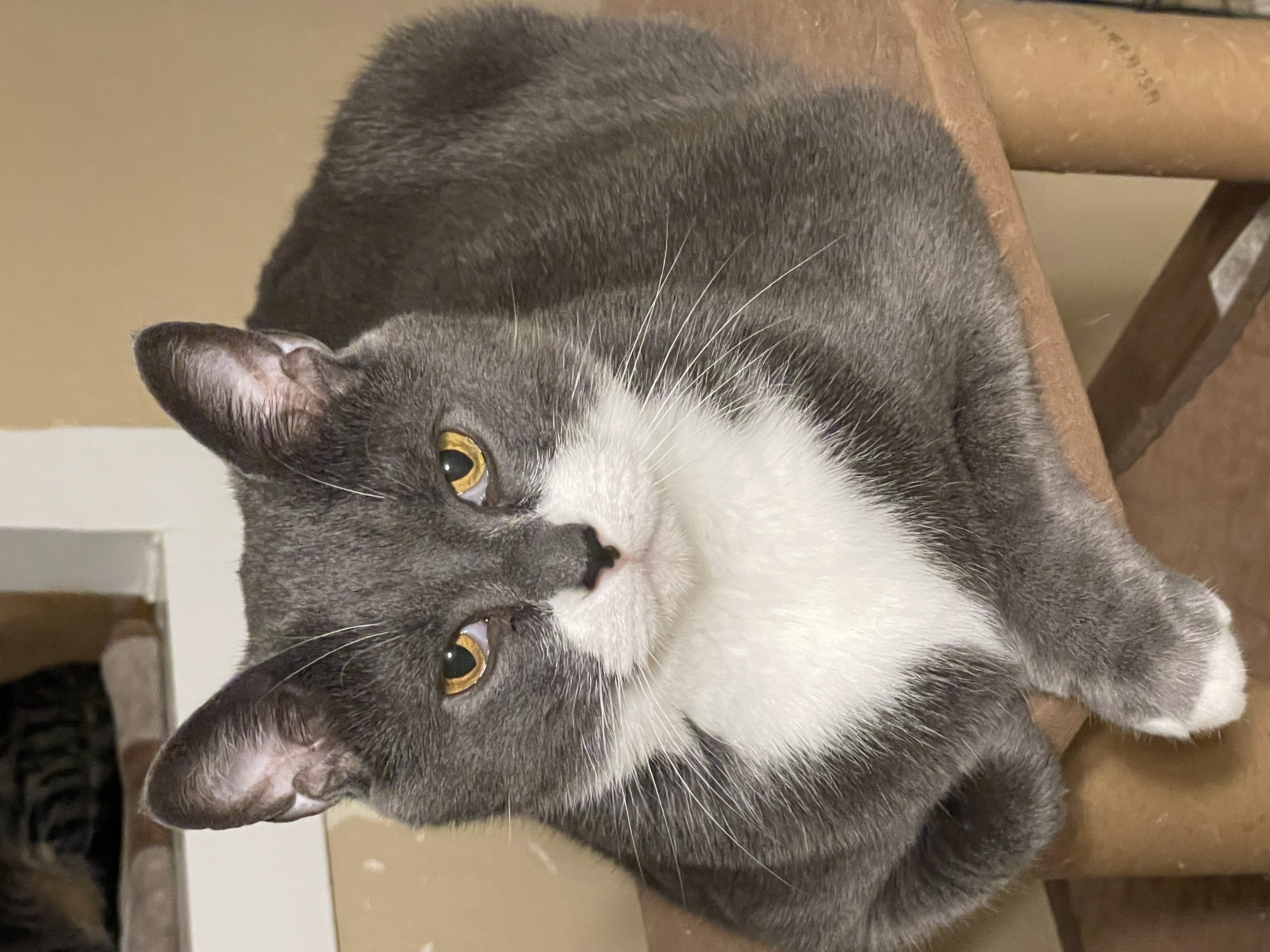 Skye, Adoptable, Senior Male Domestic Short Hair.