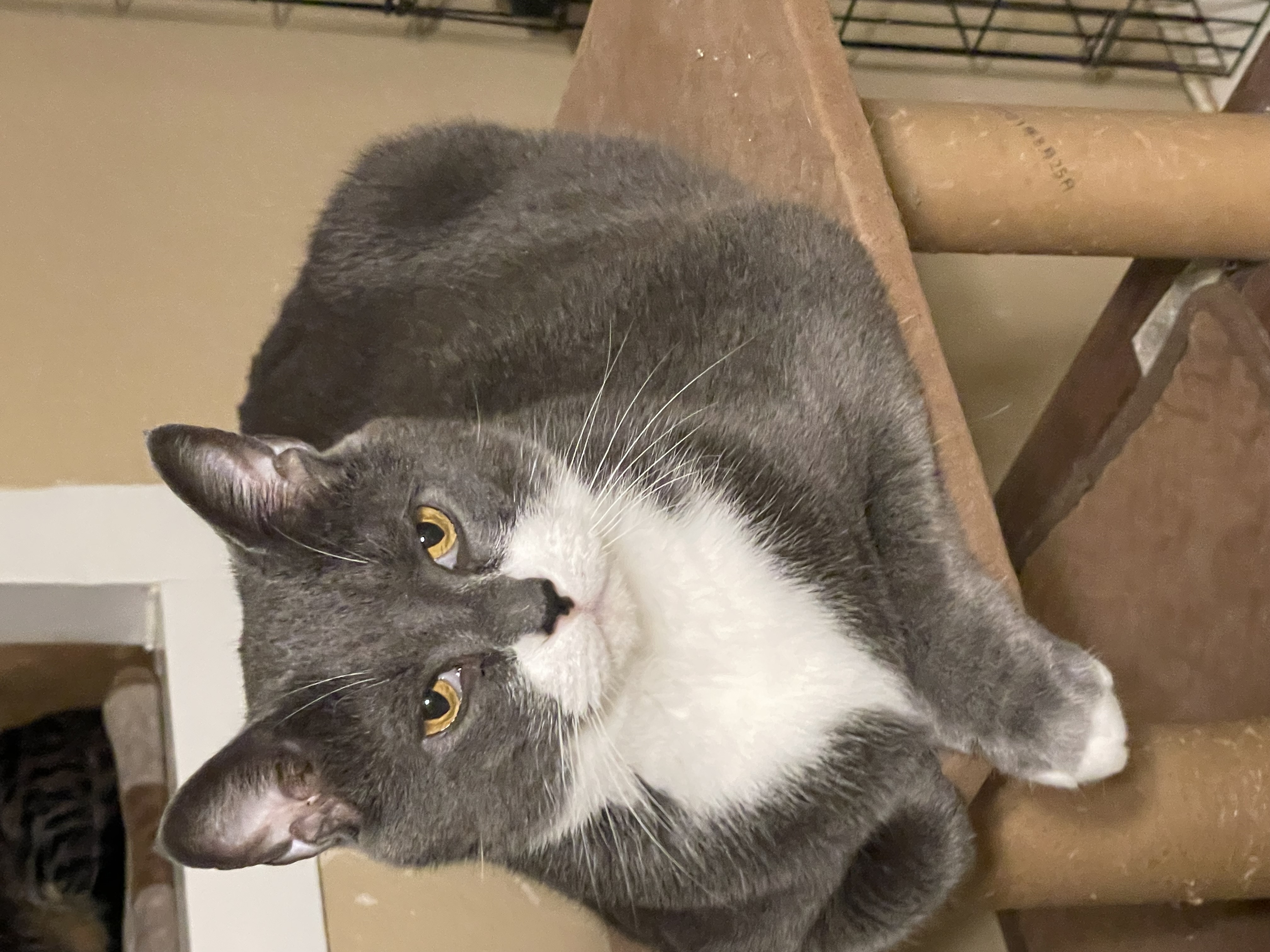 Skye, a Adoptable mixed breed in Lacon, IL image 2/3