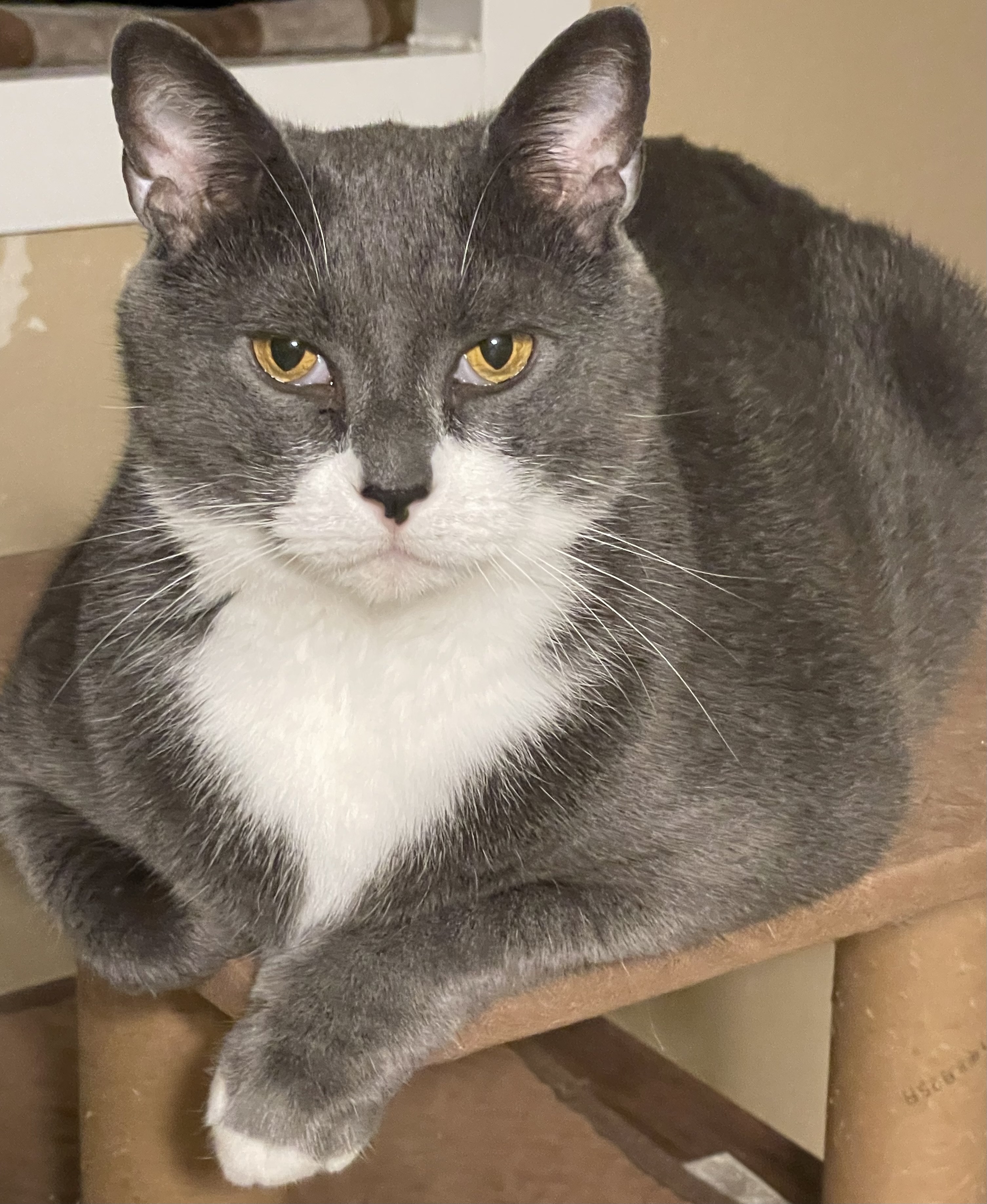 Skye, a Adoptable mixed breed in Lacon, IL image 3/3