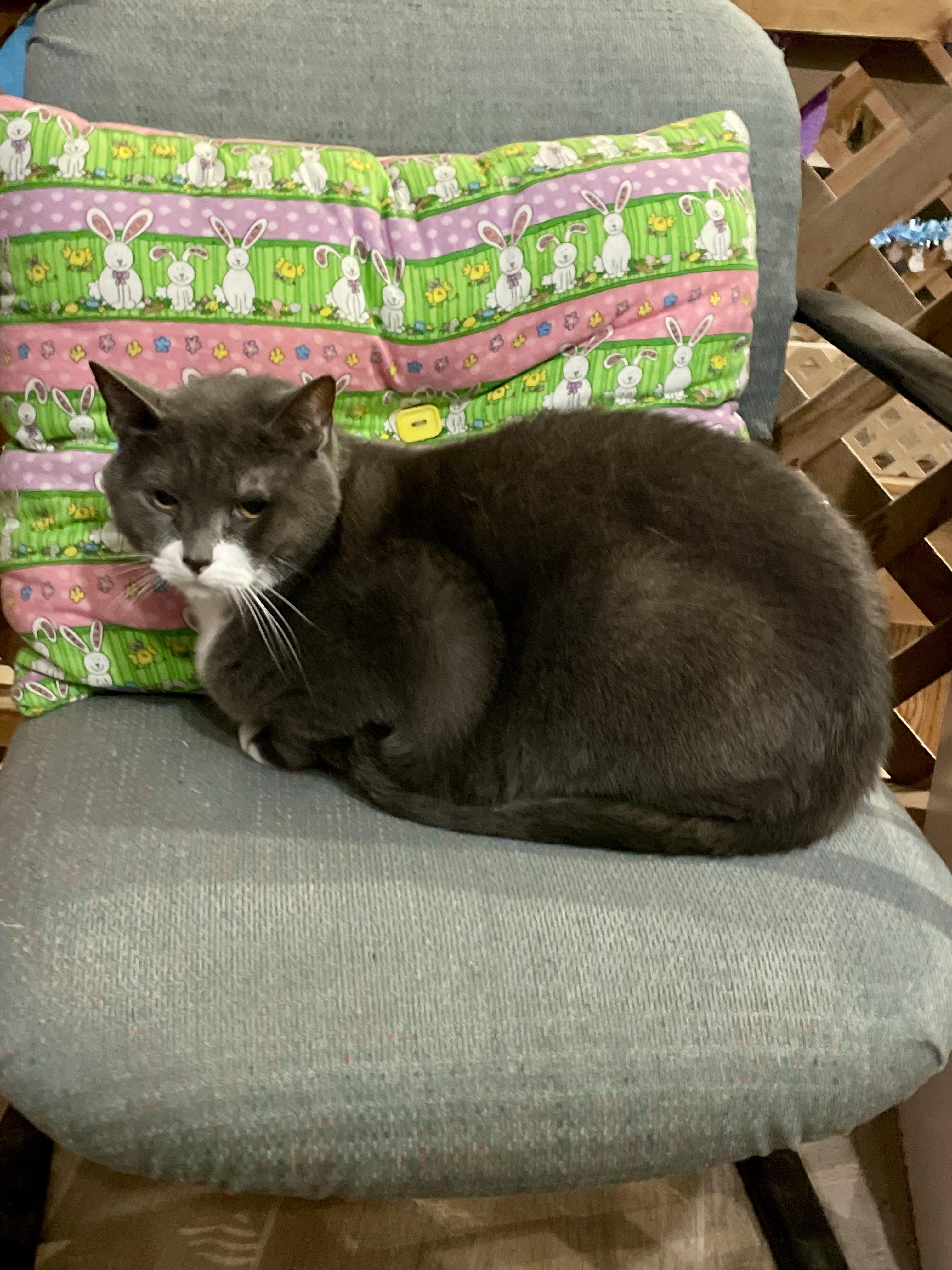 Enlarge Skye, a Adoptable mixed breed in Lacon, IL image 2/4