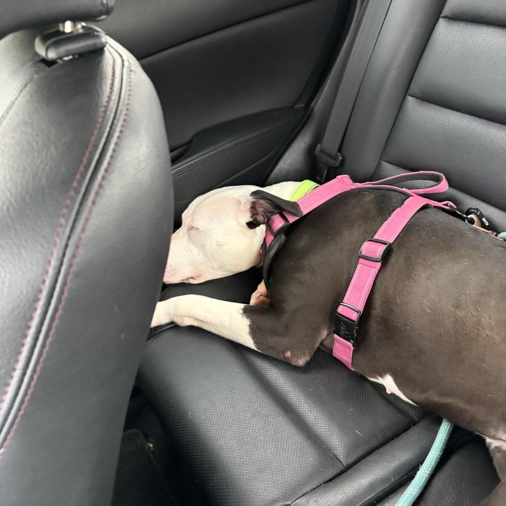 Enlarge Mathilda, a Adoptable Pit Bull Terrier in Delaware, OH image 1/6