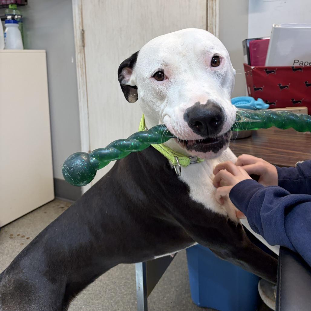 Enlarge Mathilda, a Adoptable Pit Bull Terrier in Delaware, OH image 2/6