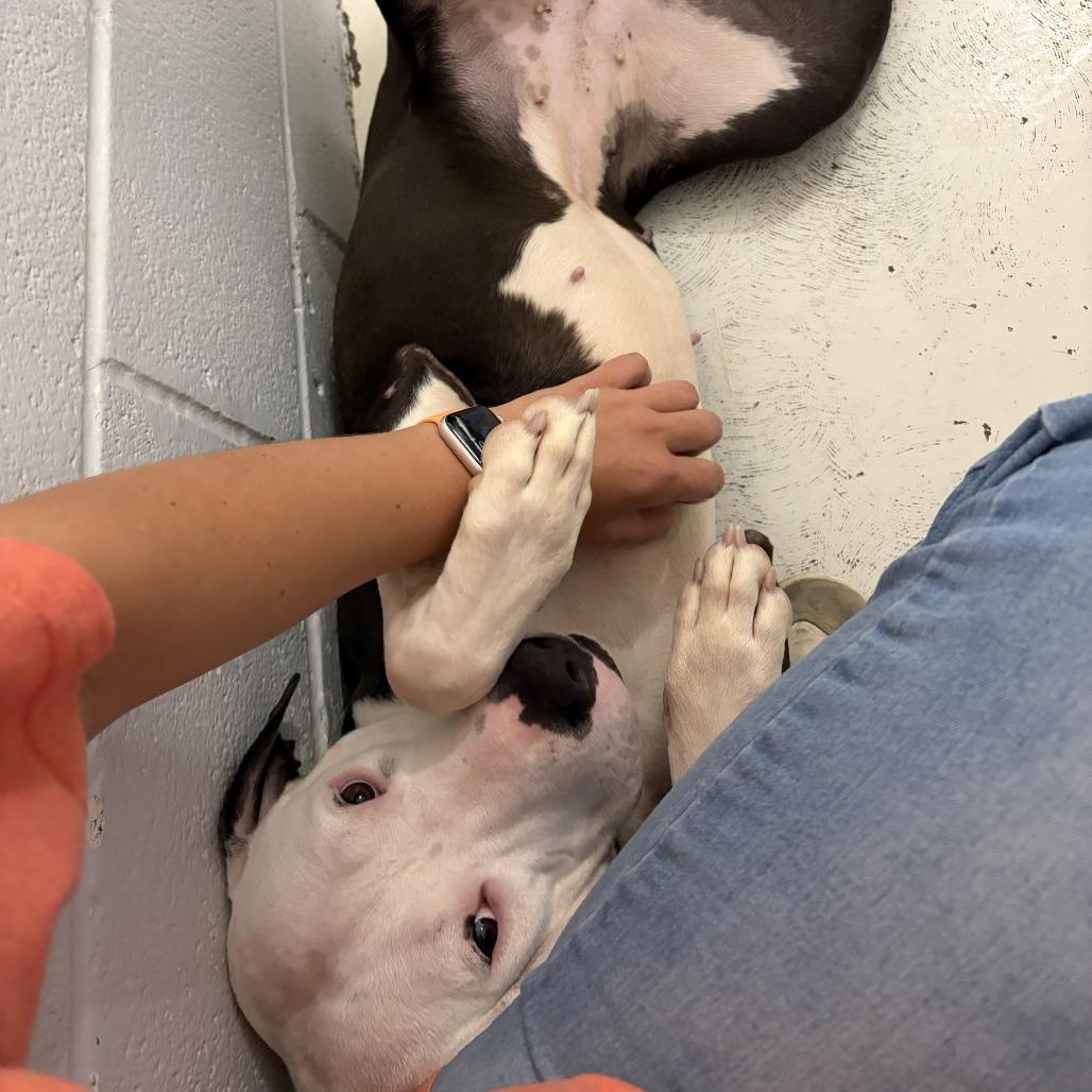 Enlarge Mathilda, a Adoptable Pit Bull Terrier in Delaware, OH image 3/6