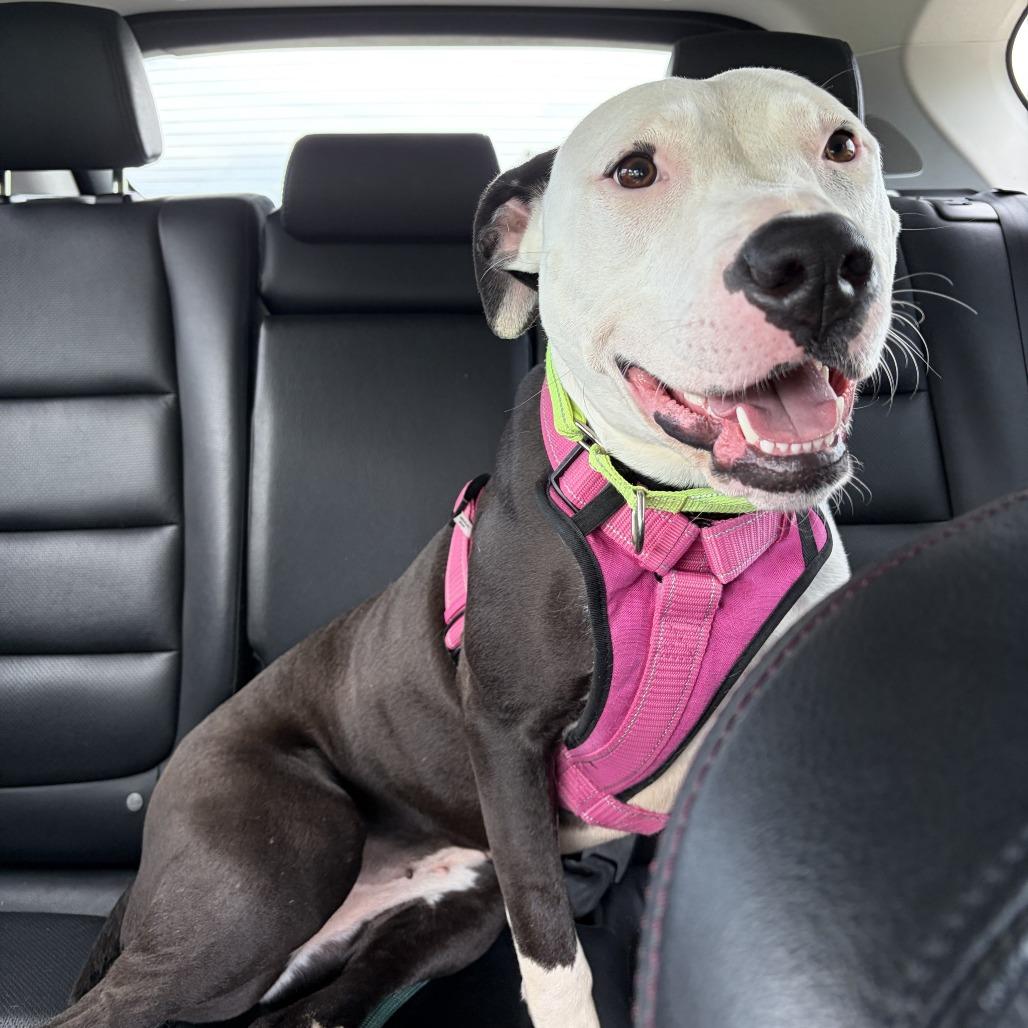 Enlarge Mathilda, a Adoptable Pit Bull Terrier in Delaware, OH image 4/6