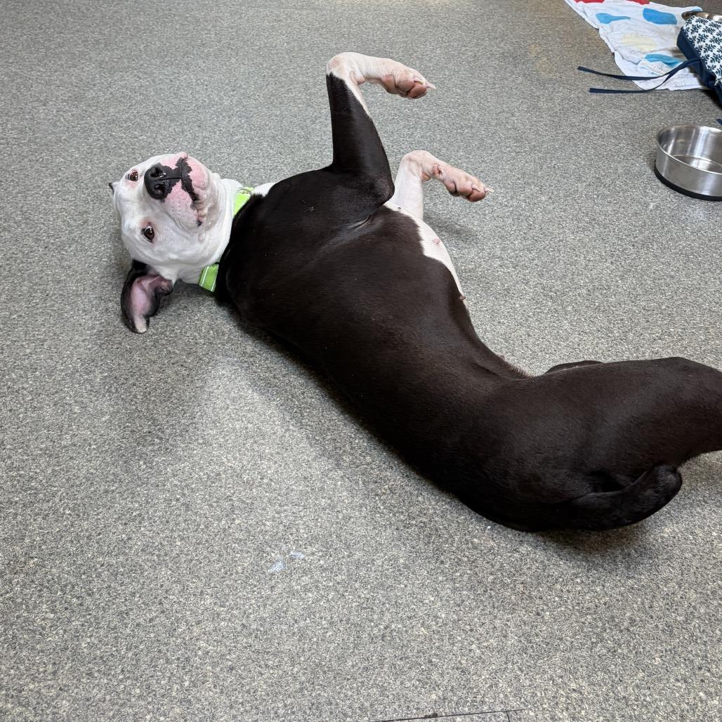 Enlarge Mathilda, a Adoptable Pit Bull Terrier in Delaware, OH image 5/6